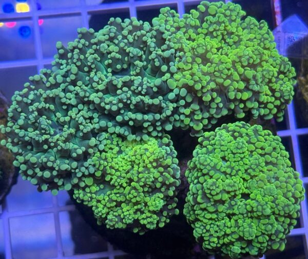 Fine Grape Frogspawn