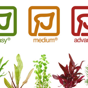 Tropica Microsorum pteropus Windeløv Java Fern - Image 5