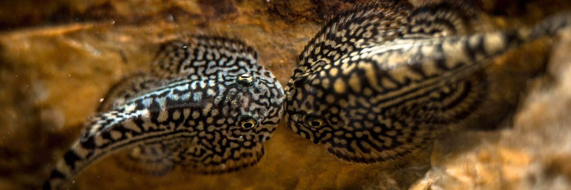 featured image hillstream loach