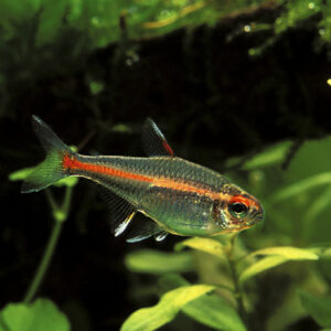 Glowlight Tetra