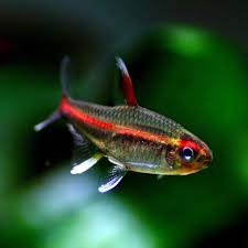 Glowlight Tetra