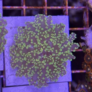 Fine Grape Frogspawn - Green Neon - Image 1