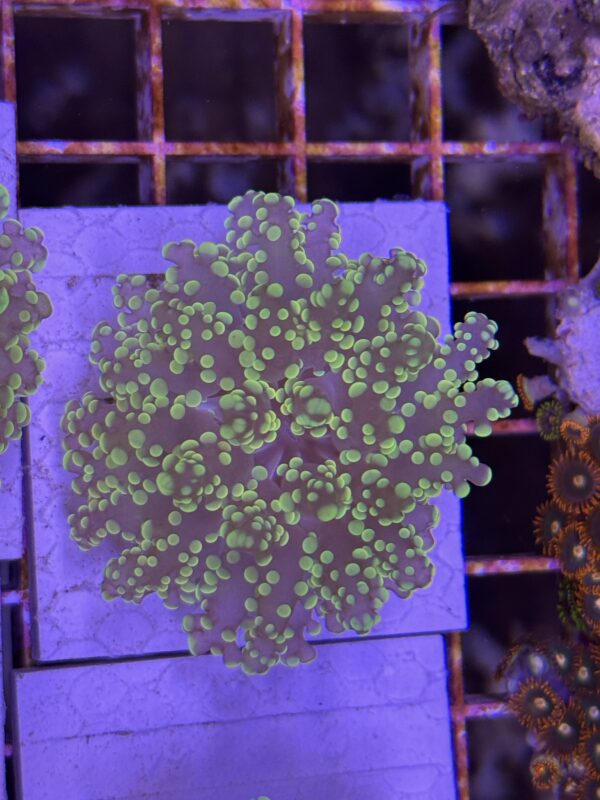 img_3420-2 img 3420 1