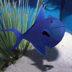 Odonus Niger Triggerfish