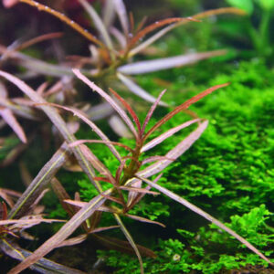 Kaiser Aquatics Hygrophila Lancea Araguaia