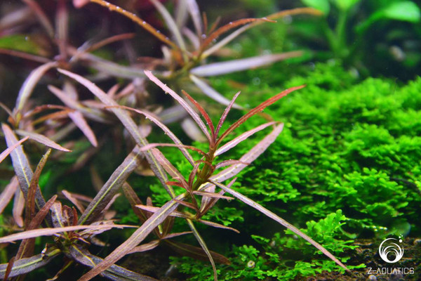 Kaiser Aquatics Hygrophila Lancea Araguaia