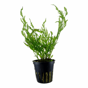 Tropica Bolbitis heudelotii