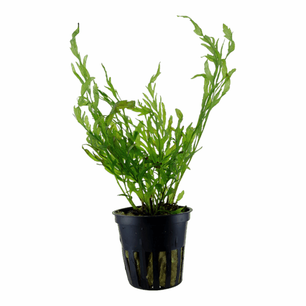 2 (4) Tropica Bolbitis heudelotii