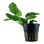 Tropica Anubias barteri var. nana