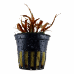 Tropica Cryptocoryne Albida 'Brown'