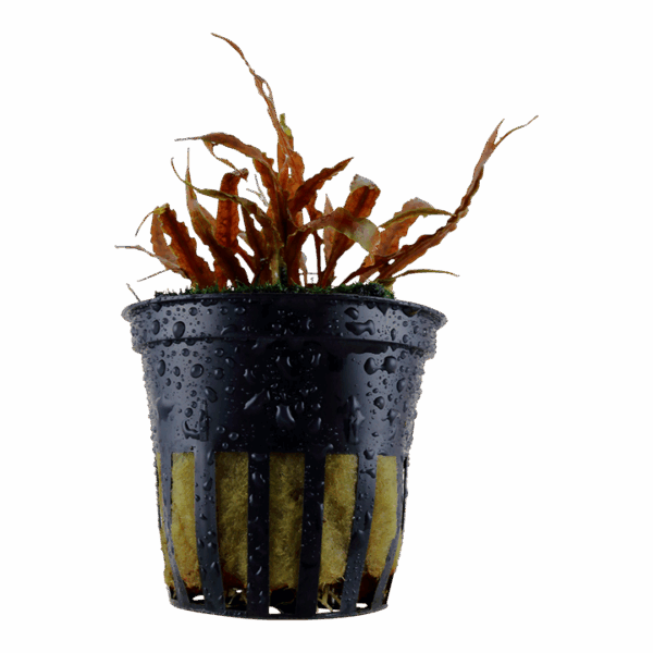 2 (7) Tropica Cryptocoryne Albida 'Brown'