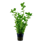 Kaiser Aquatics Bacopa caroliniana