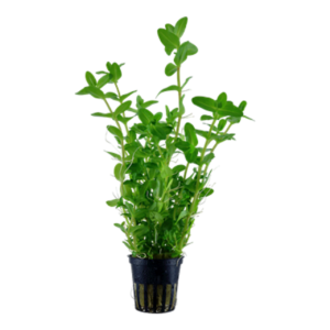Kaiser Aquatics Bacopa caroliniana