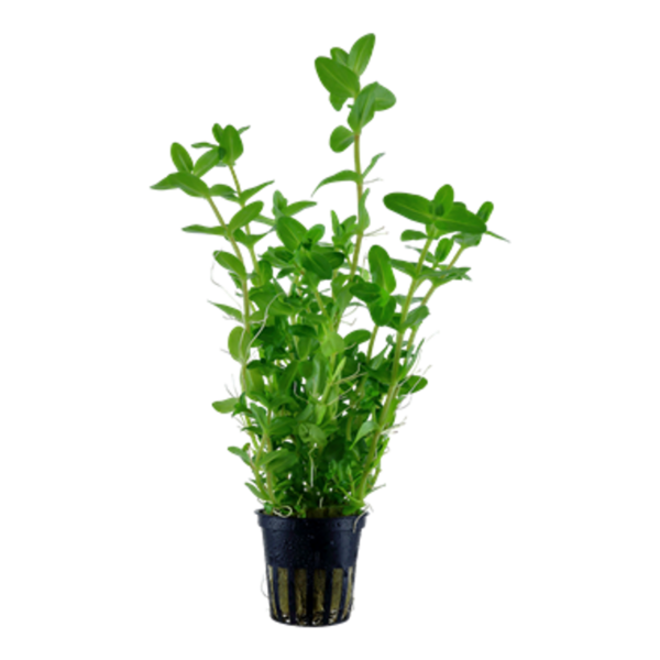 Kaiser Aquatics Bacopa caroliniana