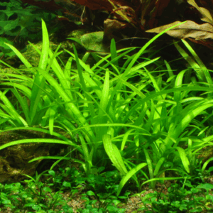 Tropica Sagittaria subulata
