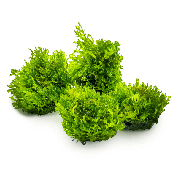 Tropica Coral Moss Riccardia Chamedryfolia