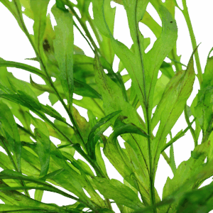 Tropica Bolbitis heudelotii