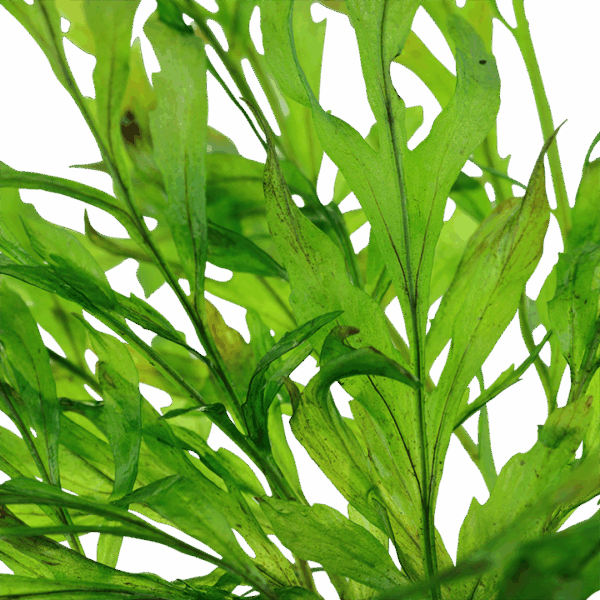 Tropica Bolbitis heudelotii