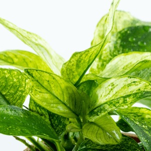 Tropica Anubias barteri var. nana ‘Pinto’