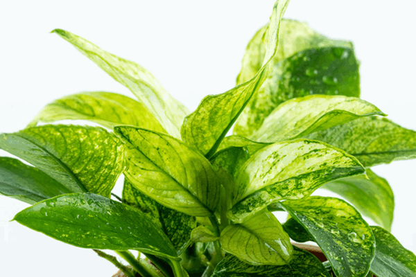 Tropica Anubias barteri var. nana ‘Pinto’