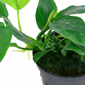 Tropica Anubias barteri var. nana