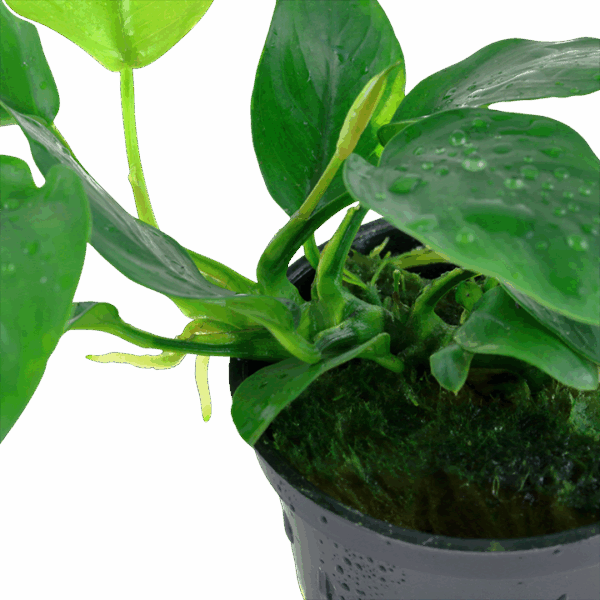 Tropica Anubias barteri var. nana
