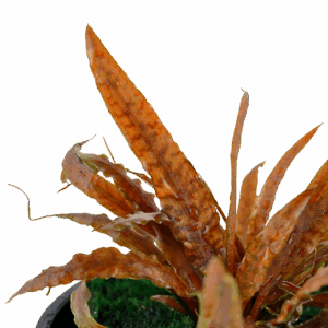 Tropica Cryptocoryne Albida 'Brown'