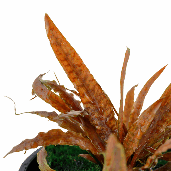 Tropica Cryptocoryne Albida 'Brown'