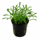 Tropica Lilaeopsis brasiliensis