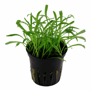 Tropica Lilaeopsis brasiliensis