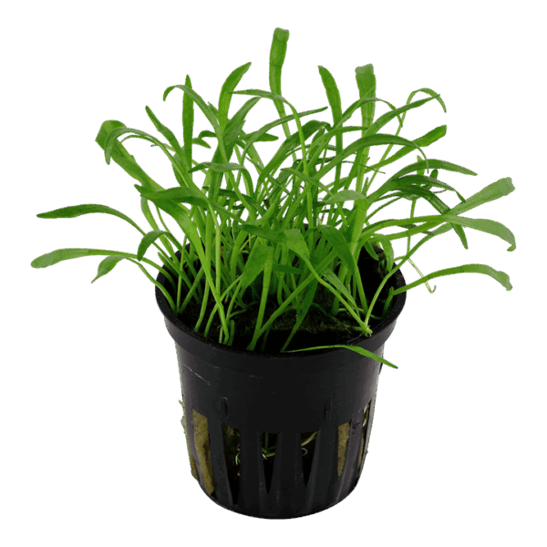 3 (7) Tropica Lilaeopsis brasiliensis