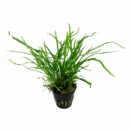 Tropica Microsorum pteropus 'Trident' Java Fern