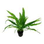 Tropica Java Fern Microsorum pteropus
