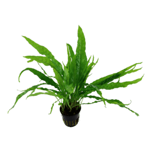 Tropica Java Fern Microsorum pteropus