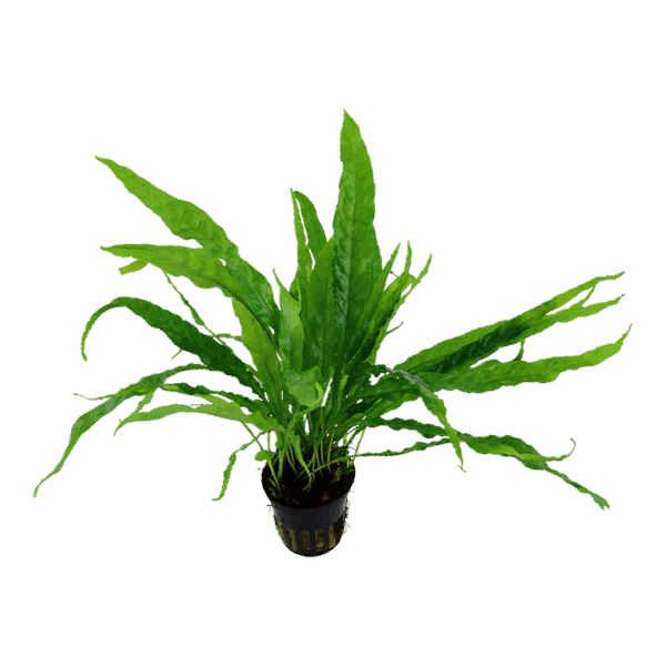 3 (9) Tropica Java Fern Microsorum pteropus