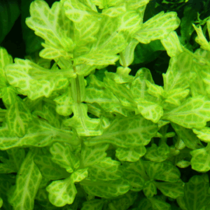 Tropica Shinnersia rivularis ‘Weiss-Grün’