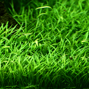 Tropica Lilaeopsis brasiliensis