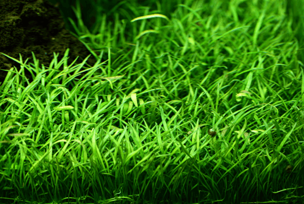 Tropica Lilaeopsis brasiliensis