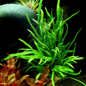 Tropica Microsorum pteropus 'Trident' Java Fern