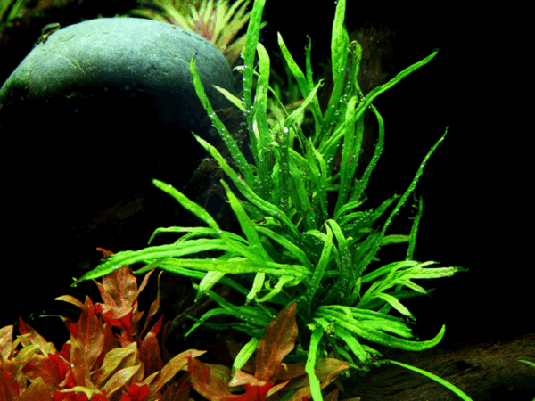 Tropica Microsorum pteropus 'Trident' Java Fern