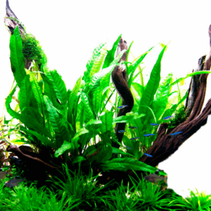 Tropica Java Fern Microsorum pteropus
