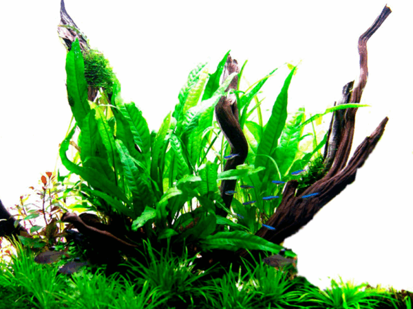 Tropica Java Fern Microsorum pteropus