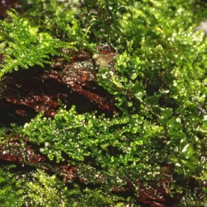 Tropica Coral Moss Riccardia Chamedryfolia