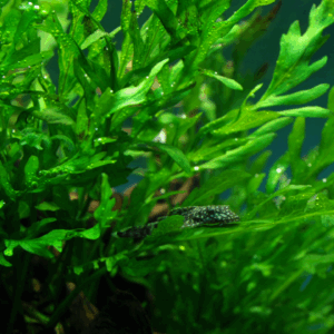 Tropica Bolbitis heudelotii