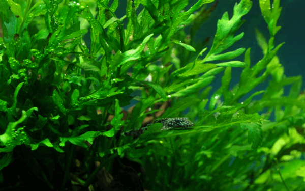 Tropica Bolbitis heudelotii