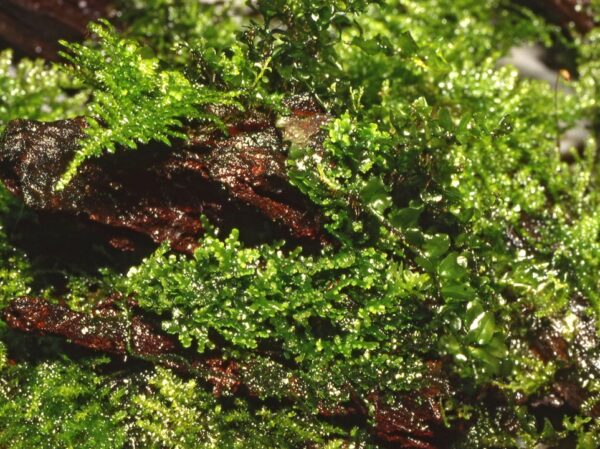 Tropica Coral Moss Riccardia Chamedryfolia