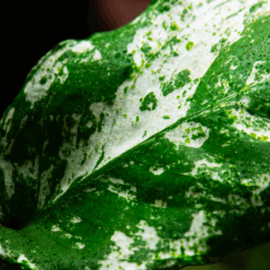 Tropica Anubias barteri var. nana ‘Pinto’