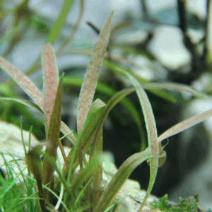 Tropica Cryptocoryne Albida 'Brown'