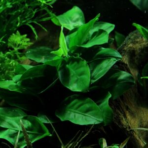 Tropica Anubias barteri var. nana