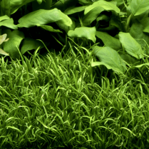 Tropica Lilaeopsis brasiliensis